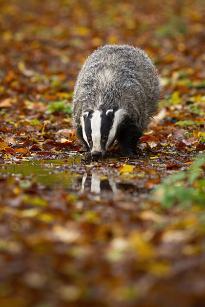 Thirsty european badger drinking from splash in autumn