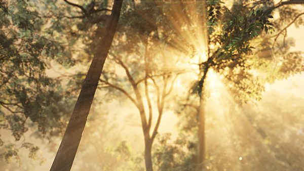 Rays of bursting sunlight in a misty forest