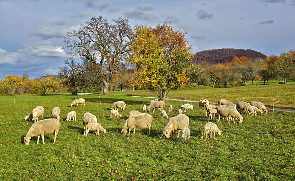 Schafherde auf der Herbstweide