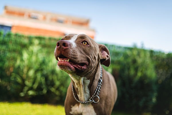 Closeup of young Amstaff dog head against green background in summer garden.