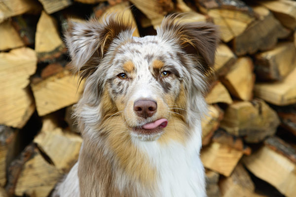 Australian Shepherd
