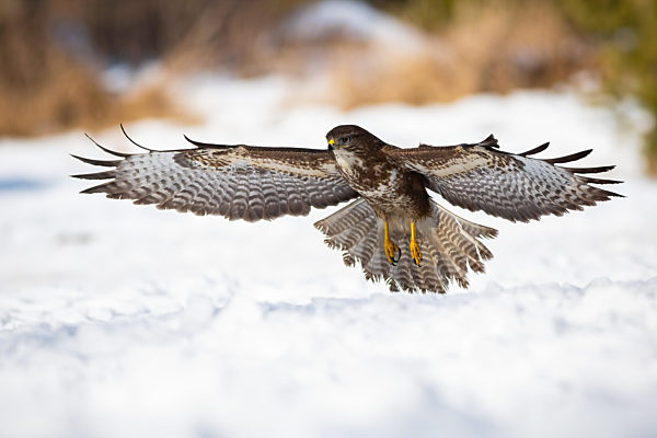 Majestic common buzzard taking off from the snow during winter hunting