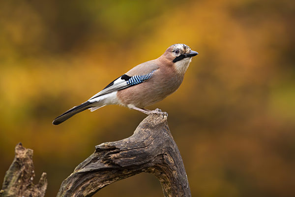 Beautiful eurasian jay with colorful plumage perched in autumn scenery