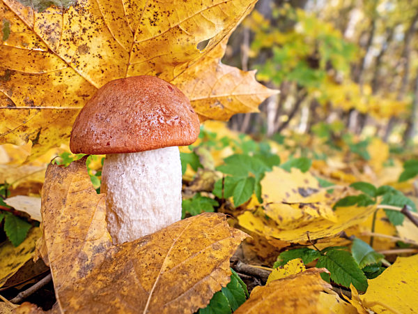 Leccinum mushroom with red cap and white leg in the forest in yellow leaves