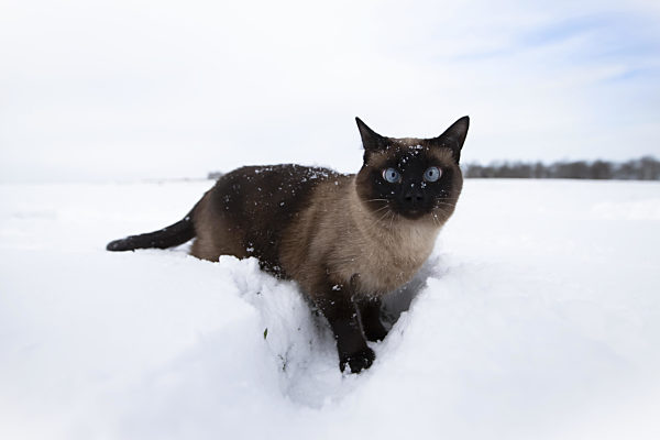 Cat in winter. Siamese cat walks on snowdrifts.