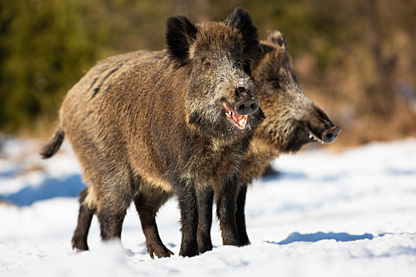 Two wild boars standing on meadow in winter sunny nature