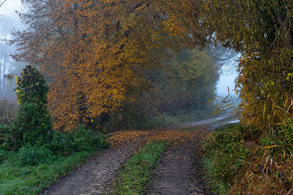 Waldweg an einem nebligen Herbstmorgen bei Schrobenhausen