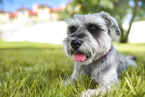 portrait of a beautiful dog schnauzer sitting on the grass and looking into the distance in the park.The concept of love for animals. best friends.