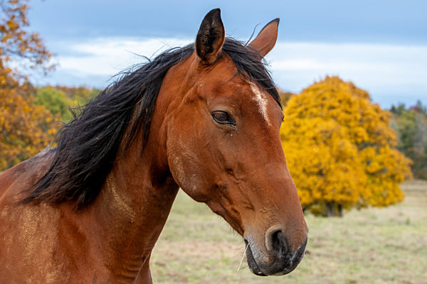 Laubfärbung goldener Oktober im Harz