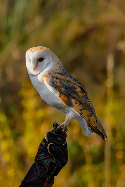 The barn owl, Tyto alba, sitting on a leather glove