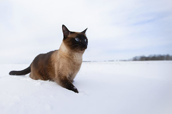 Cat in winter. Siamese cat walks on snowdrifts.