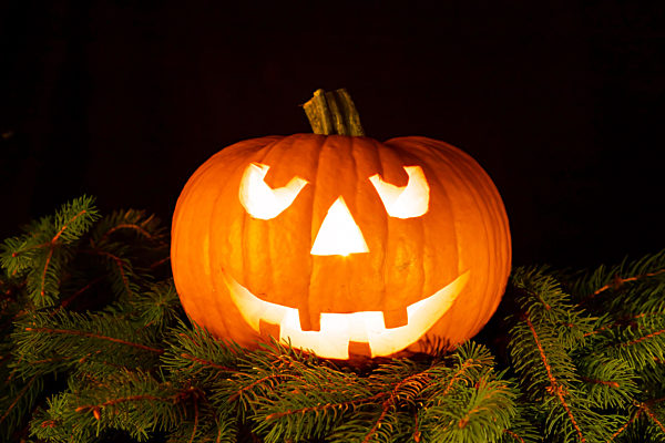 halloween pumpkin with smiling face on fir branches, four teeth. light illuminating the pumpkin from inside.