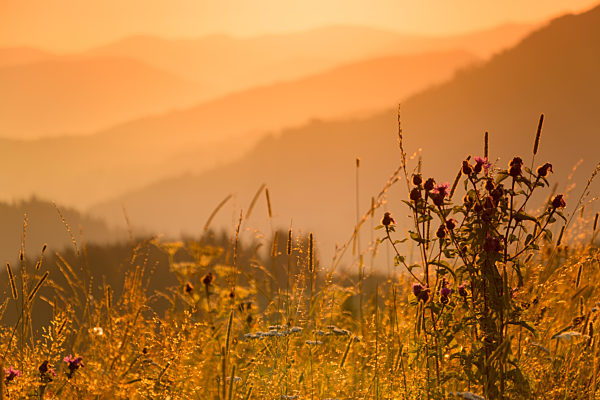 Different Mountain Herbs and the Sunset