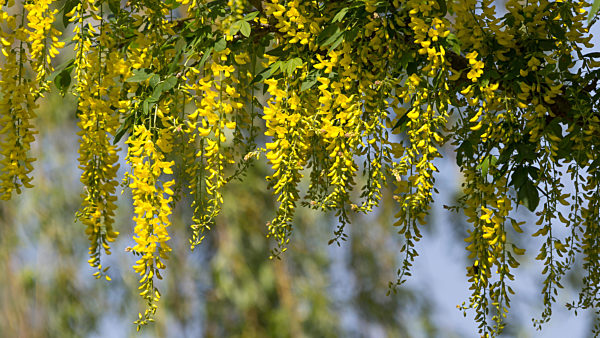 Laburnum anagyroides flowers