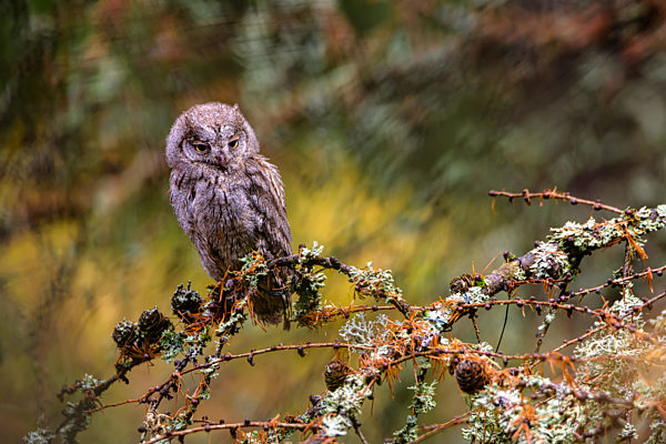 The Eurasian scops owl ,Otus scops, European scops owl in forest