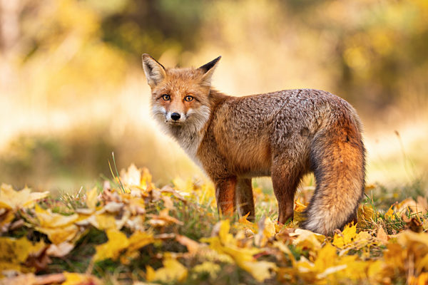Gentle red fox standing on orange foliage in autumn nature