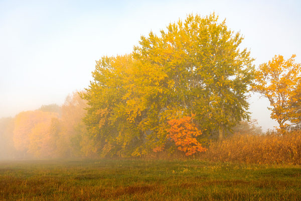 Bunte Baeume im Nebel an der Paar bei Schrobenhausen im Herbst