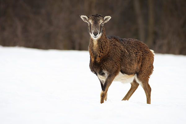Adult female of mouflon standing on the snowy meadow with crossed legs