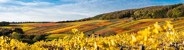Hiking in the Ahr valley on a sunny autumn day on the red wine trail