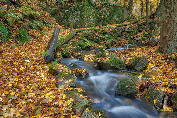 Herbstimpression aus dem Harz kleiner Wanderweg mit Bachlauf