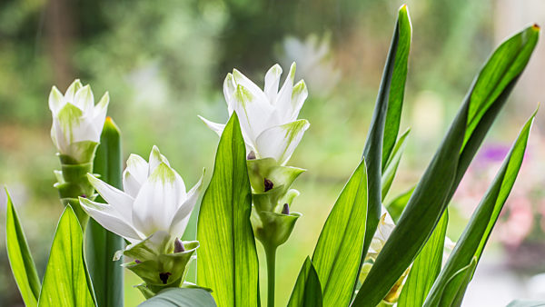 White blooming Curcuma