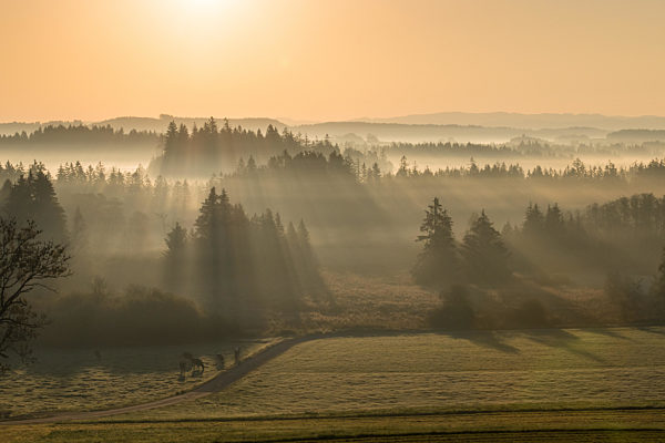 Morgennebel ueber Moor