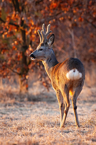Roe deer buck standing on grass with frost in wintertime