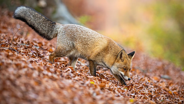 Red fox walking on foliage in forest in autumn nature