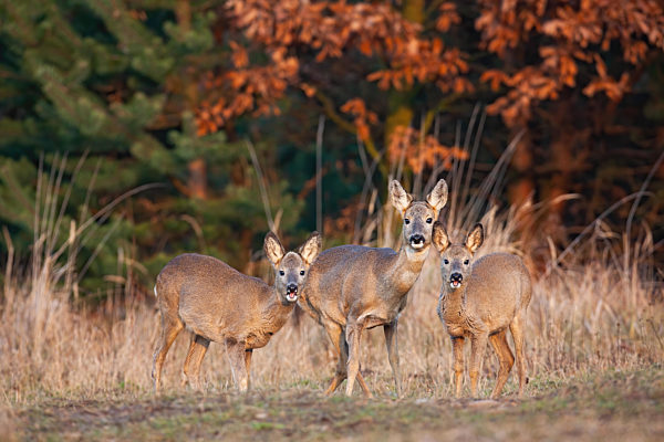 Herd of roe deer does standing on dry field in autumn