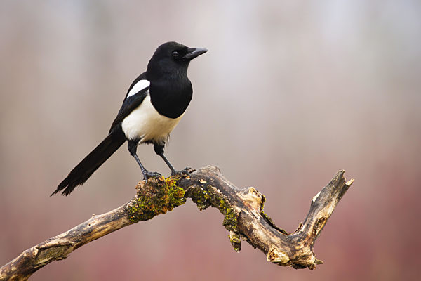 Eurasian magpie sitting on branch in winter nature