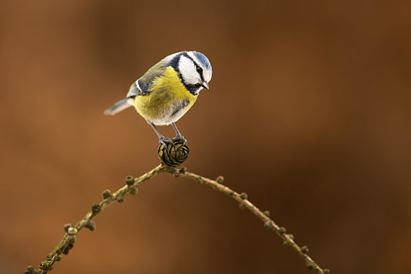 Eurasian blue tit sitting on twig in autumn nature
