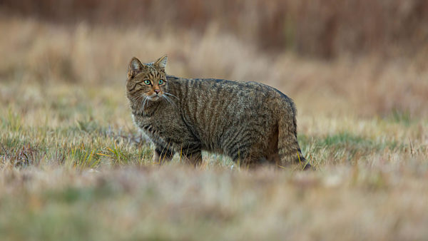 European wildcat standing on field in autumn nature