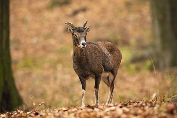 Old mouflon ewe standing on orange foliage inside forest in autumn nature