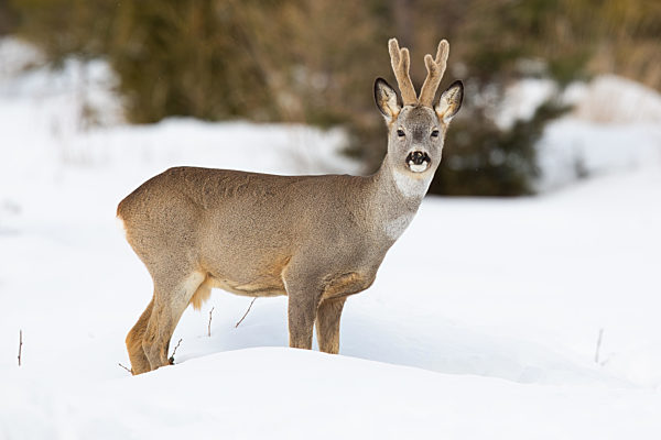 roe deer standing on meadow in wintertime nature.