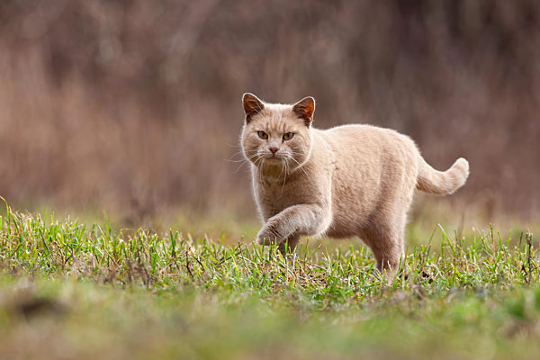 Domestic cat stalking prey in garden with copy space