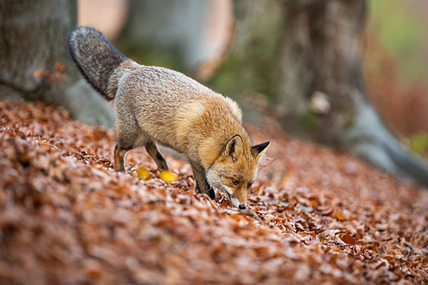 Red fox sniffing in leaves inside forest in autumn nature