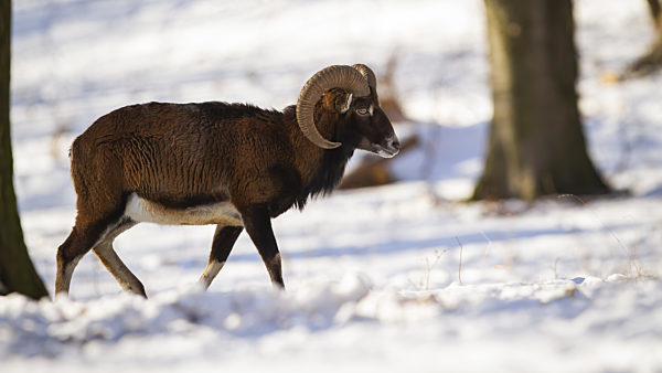 Mouflon ram walking in forest in wintertime nature.