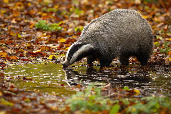 European badger standing on marsh in autumn nature