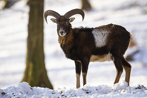 Mouflon ram standing in forest in wintertime nature.