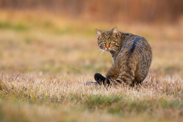 European wildcat looking back on a meadow in autumn.