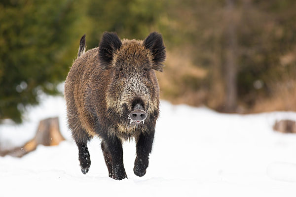 Wild boar sprinting on pasture in wintertime nature.