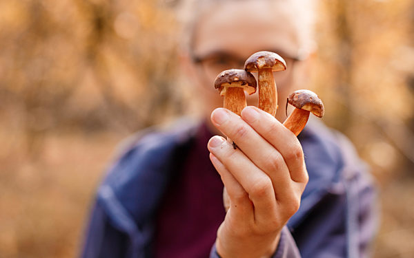Autumn time. Mushrooms in hands. Picking mushrooms. Gifts of the forest. Hands and mushrooms. Leg and hat.