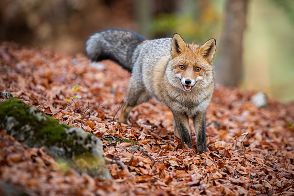 Red fox standing in forest on leaves in autumn nature