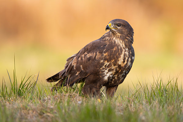 Common buzzard sitting on the ground in autumn nature.