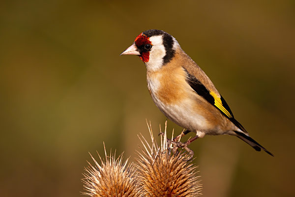 European goldfinch sitting on thistle in autumn nature