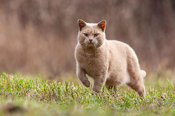 Alert domestic cat approaching on garden lawn from front view