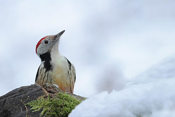 Mittelspecht (Leiopicus medius)