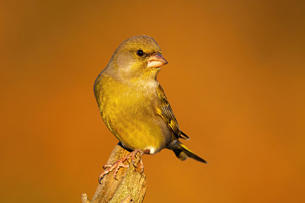 European greenfinch looking on trunk in autumn nature