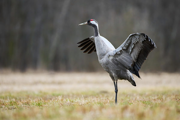 Common crane landing on a meadow with yellow grass in autumn nature