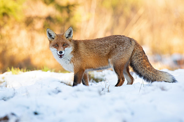 Red fox standing on field with open mouth in winter